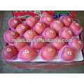 Apple Fuji best quality for sale